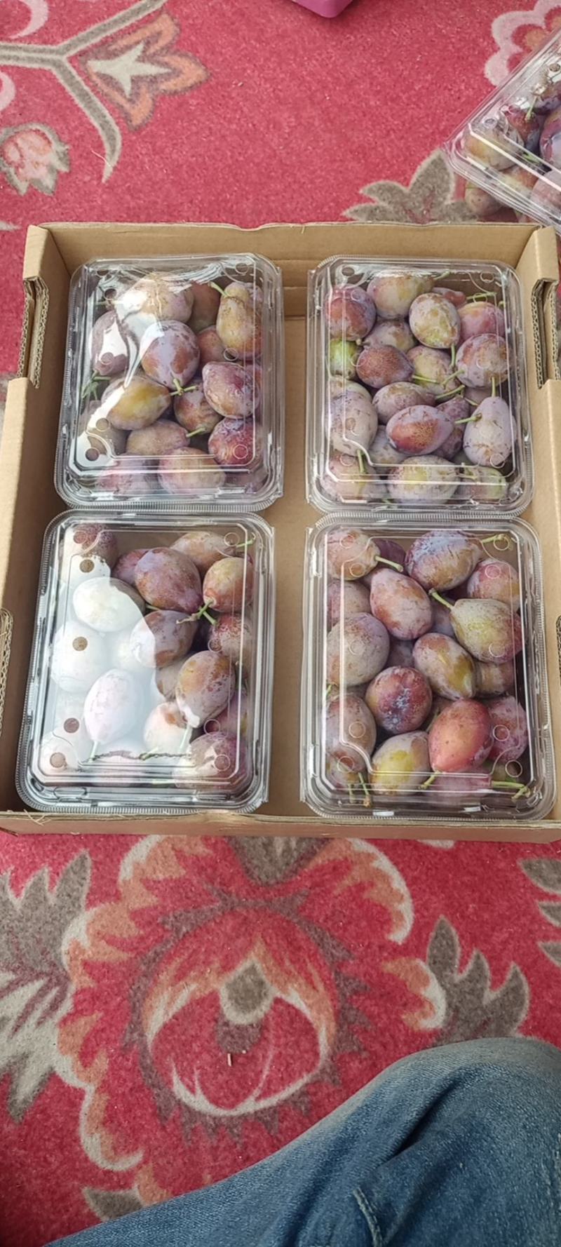 新疆喀什伽师县法兰西小西梅