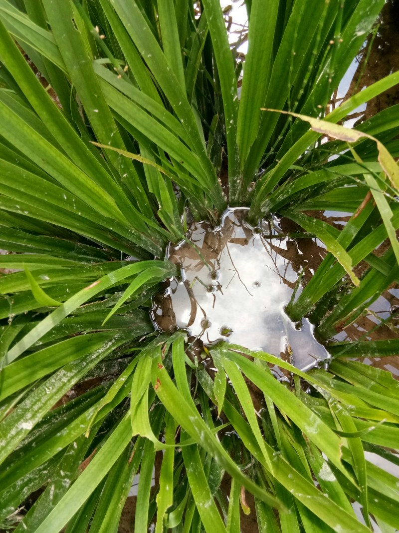 石松和石菖蒲