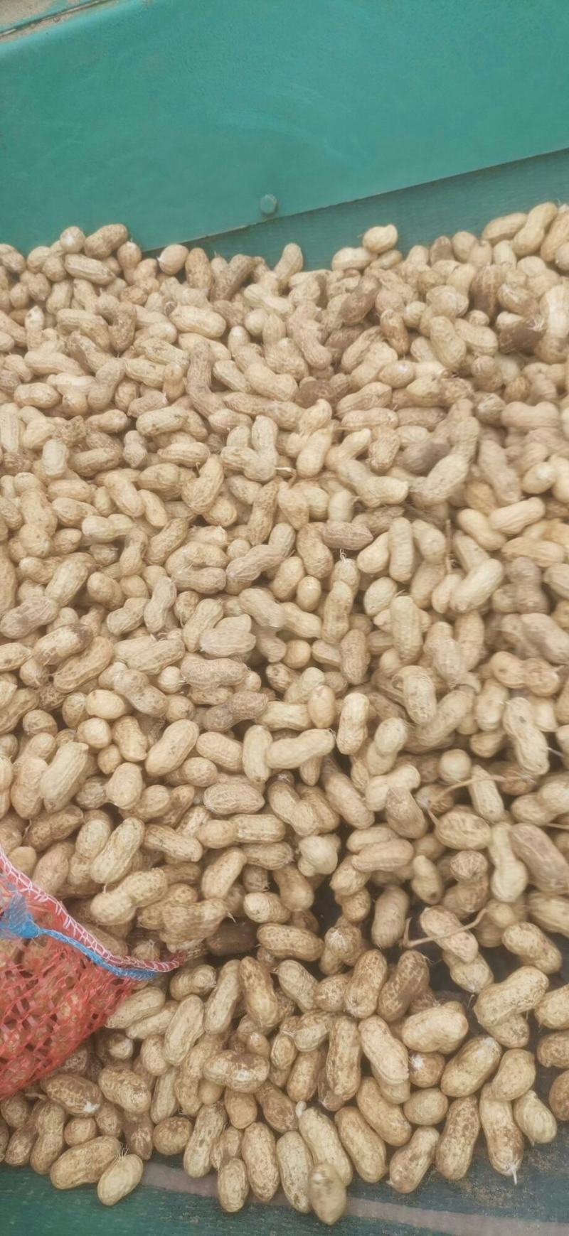 湖北本地小白沙鲜花生。大量上市。