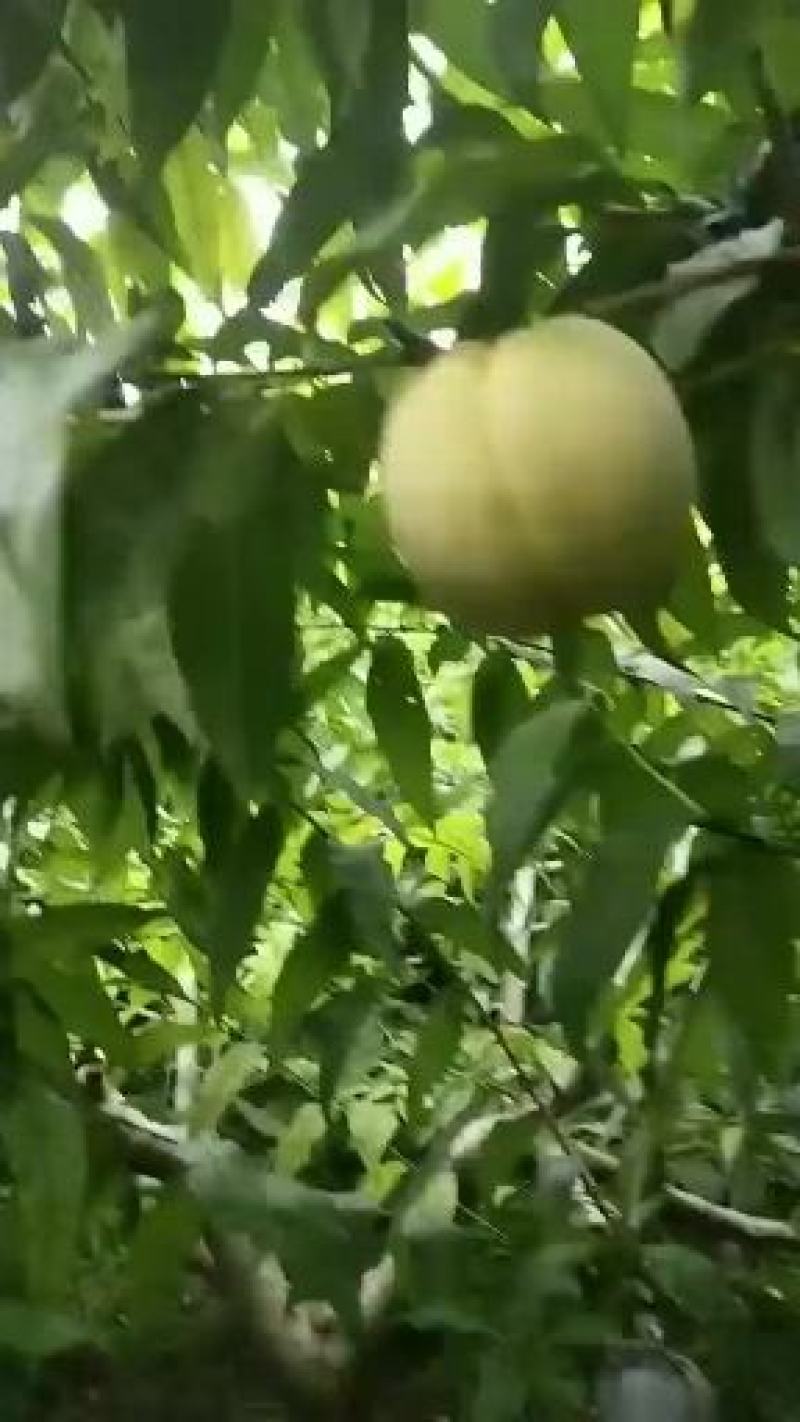 14号白桃
