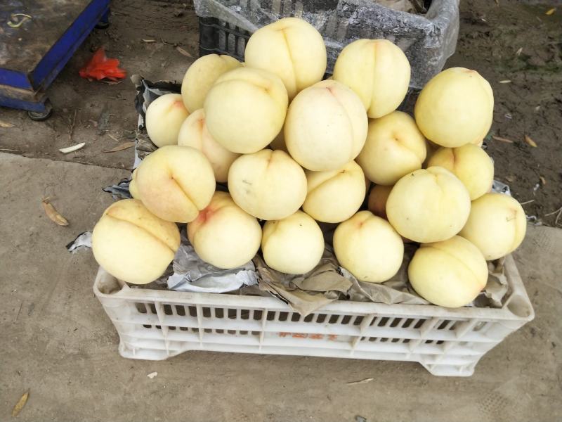 14号白桃