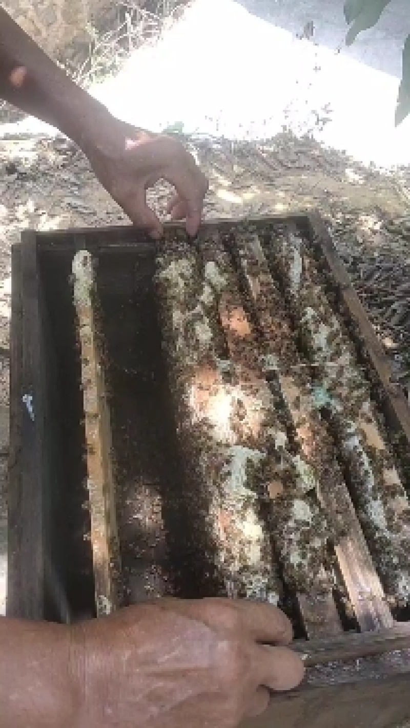 热销中的土蜜蜂，中蜂