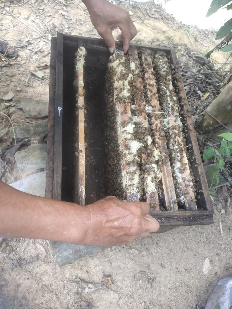 热销中的土蜜蜂，中蜂