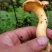 川西高原松茸各种野生菌