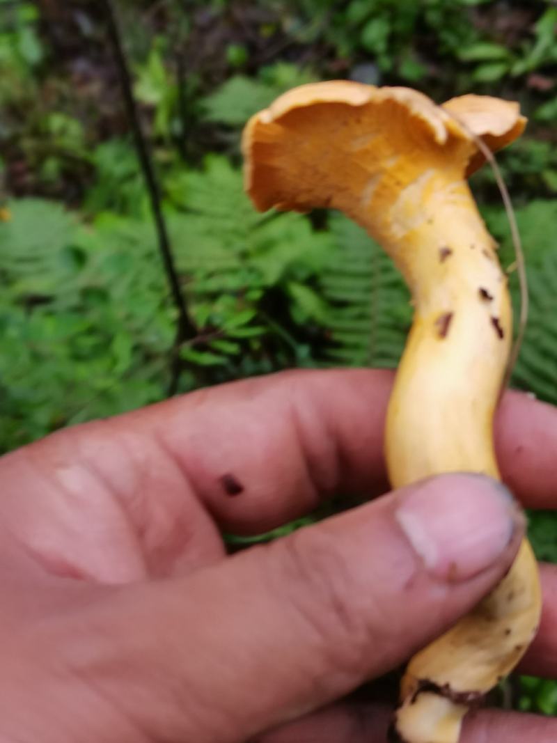 川西高原松茸各种野生菌