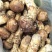 川西高原松茸各种野生菌
