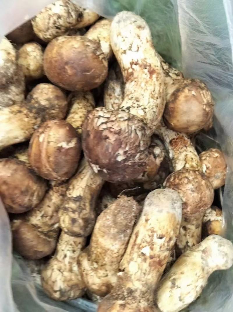 川西高原松茸各种野生菌
