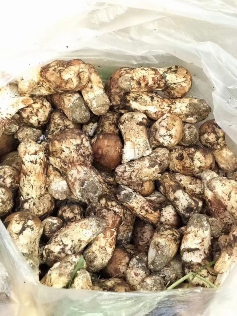 川西高原松茸各种野生菌