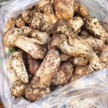 川西高原松茸各种野生菌