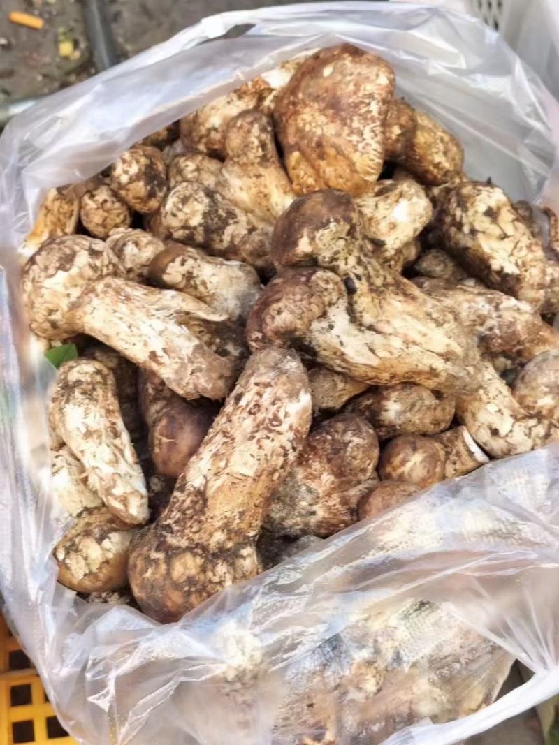 川西高原松茸各种野生菌