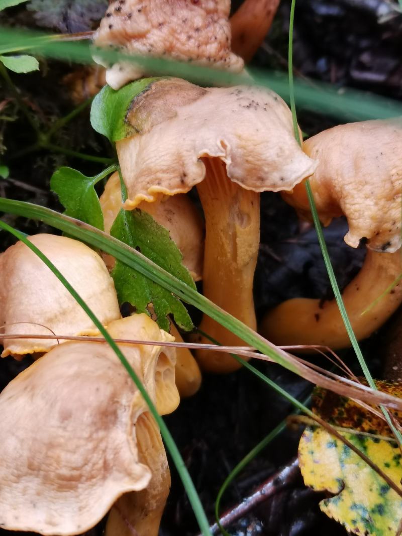川西高原松茸各种野生菌