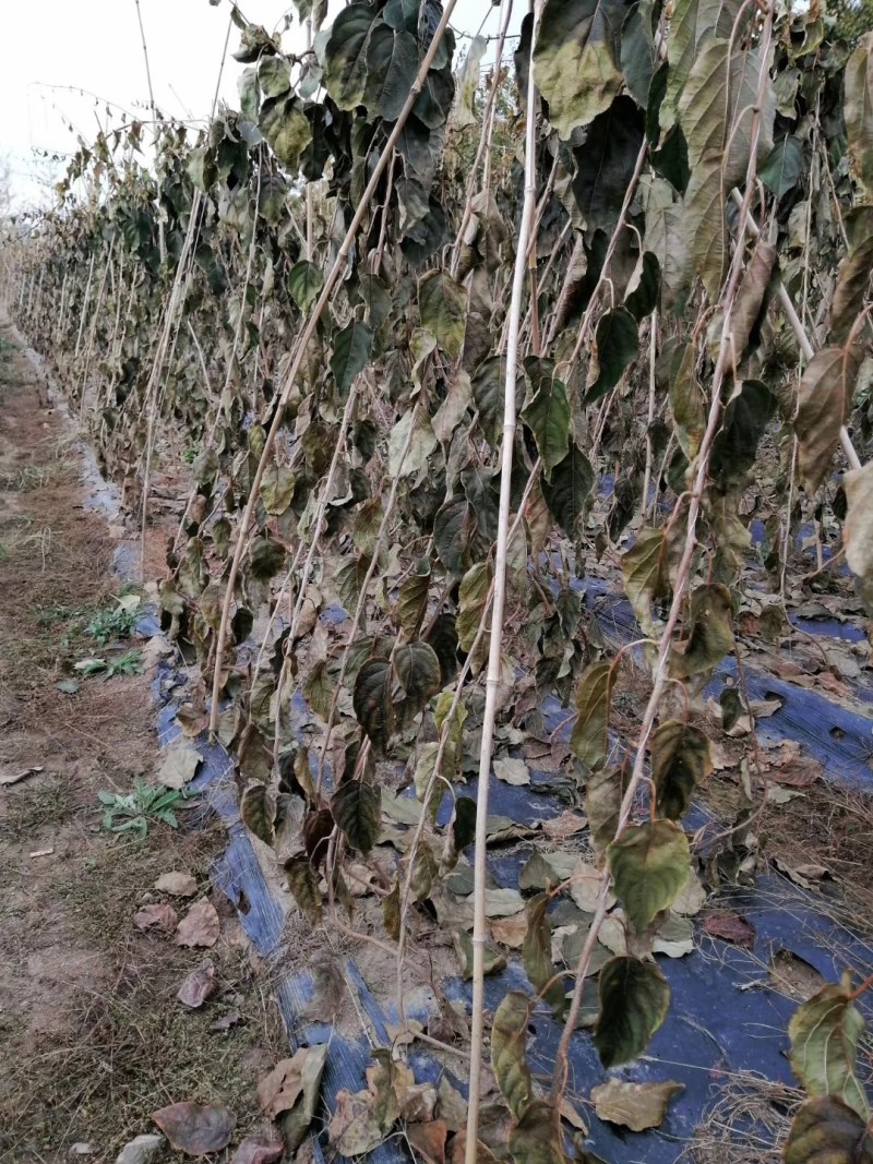 龙城二号软枣猕猴桃奇异果苗当年栽结果自花授粉南北方种植苗