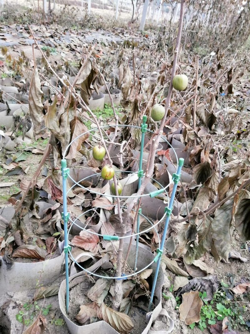 龙城二号软枣猕猴桃奇异果苗当年栽结果自花授粉南北方种植苗