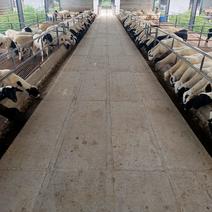 甘肃杜泊羊价格黑头杜泊羊养殖场！甘肃杜泊羊多少钱一只！
