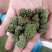 云南三七花500克包邮产地直发常年供应全国发货