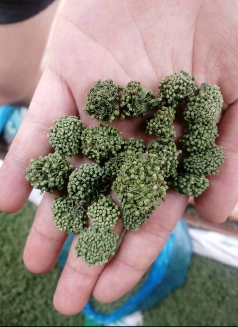 云南三七花500克包邮产地直发常年供应全国发货