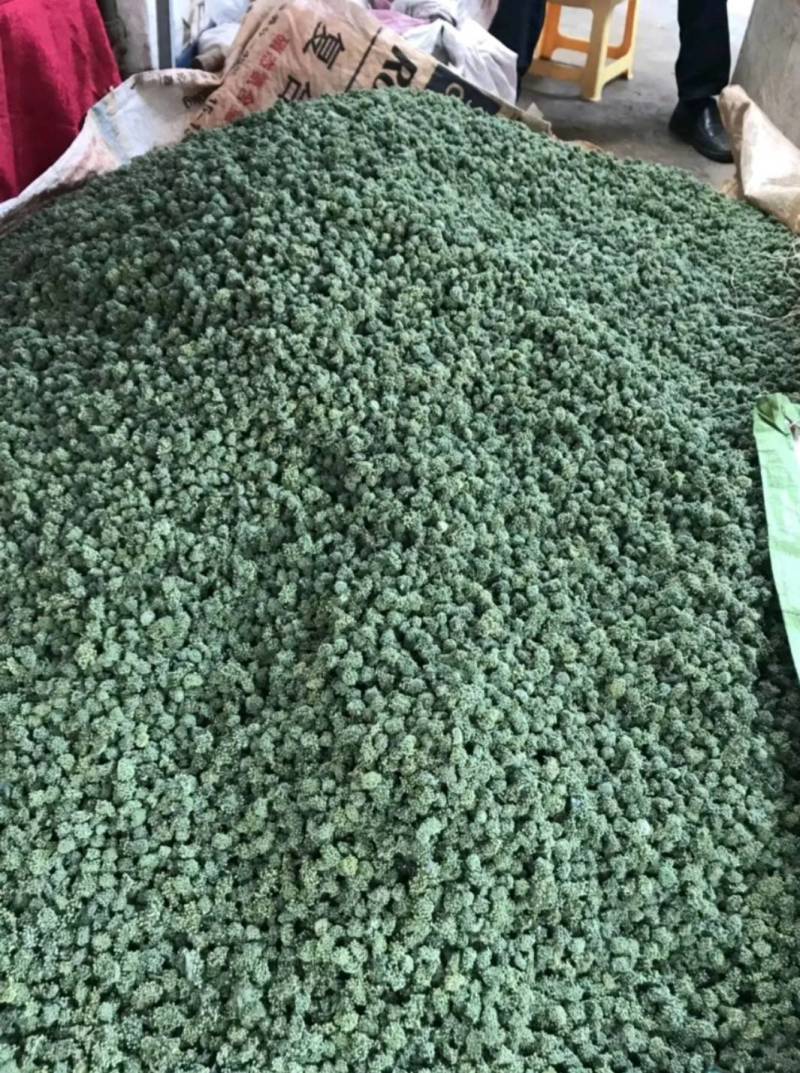 云南三七花500克包邮产地直发常年供应全国发货