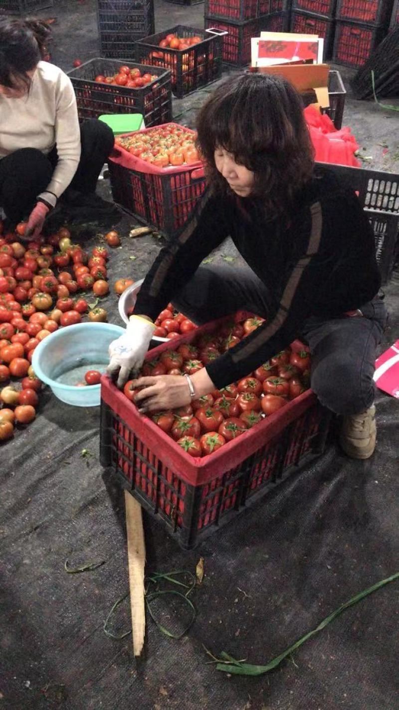 温州电商西红柿温州市苍南县小果西红柿，大棚西红柿上市销
