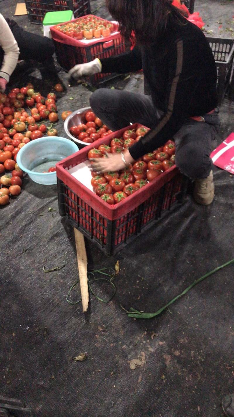 温州电商西红柿温州市苍南县小果西红柿，大棚西红柿上市销