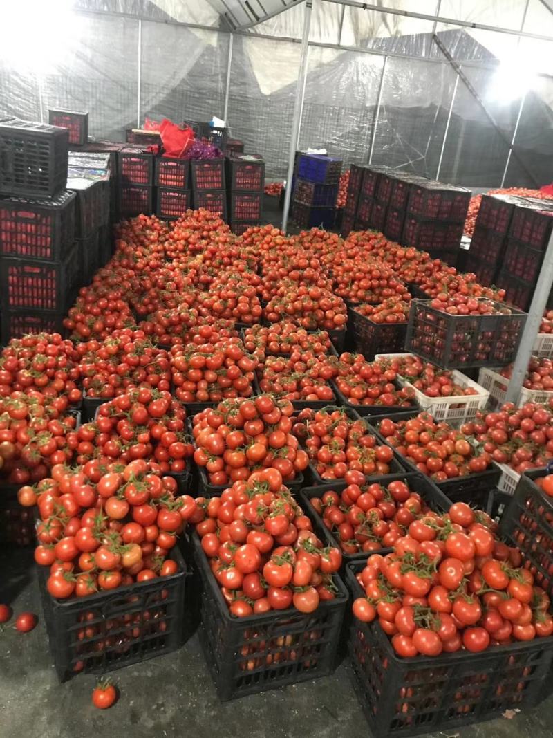 温州电商西红柿温州市苍南县小果西红柿，大棚西红柿上市销