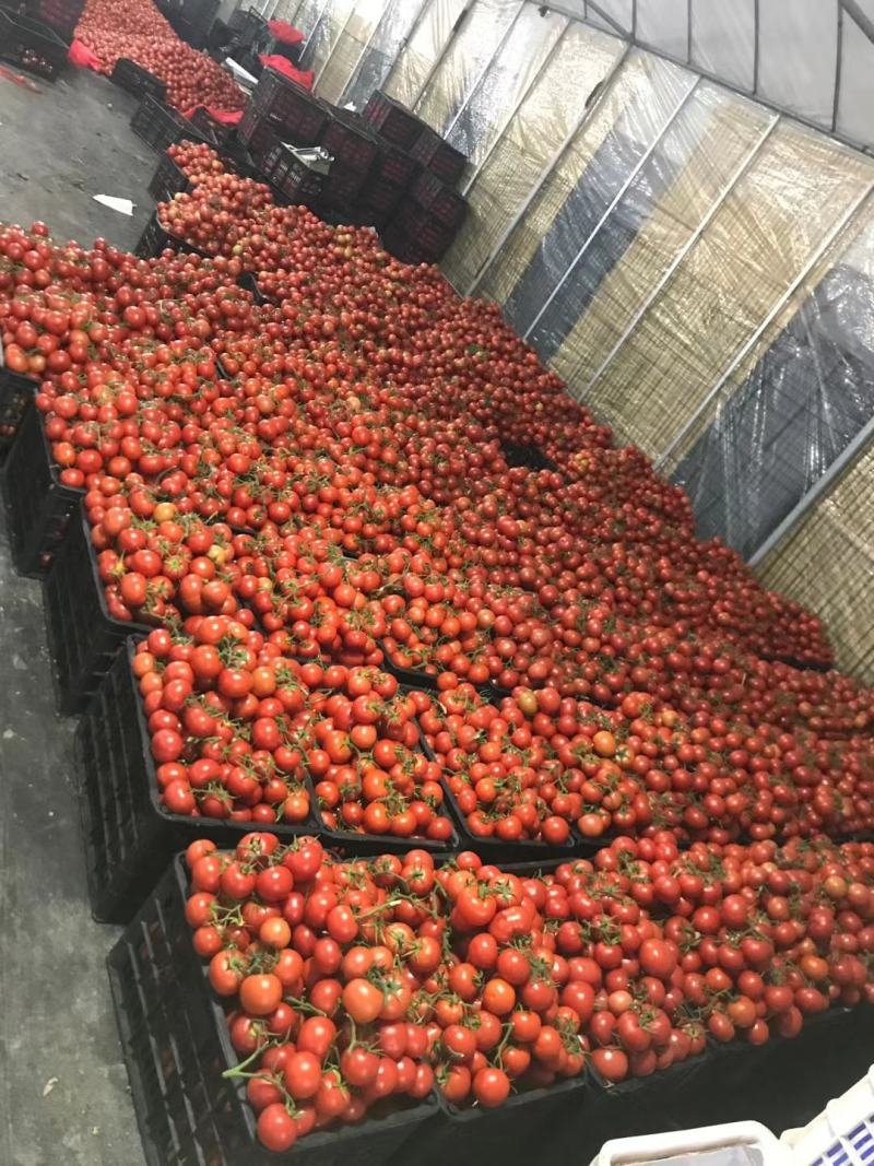 温州电商西红柿温州市苍南县小果西红柿，大棚西红柿上市销