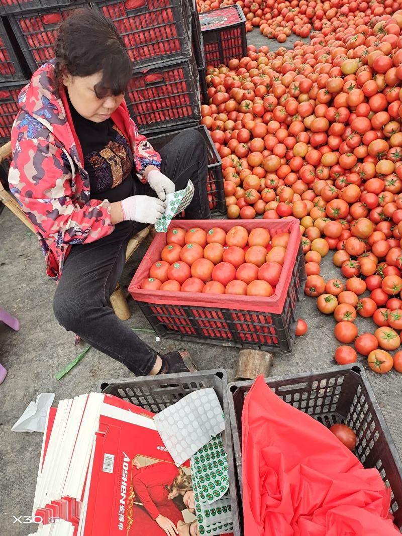 温州电商西红柿温州市苍南县小果西红柿，大棚西红柿上市销