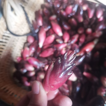 阳荷
