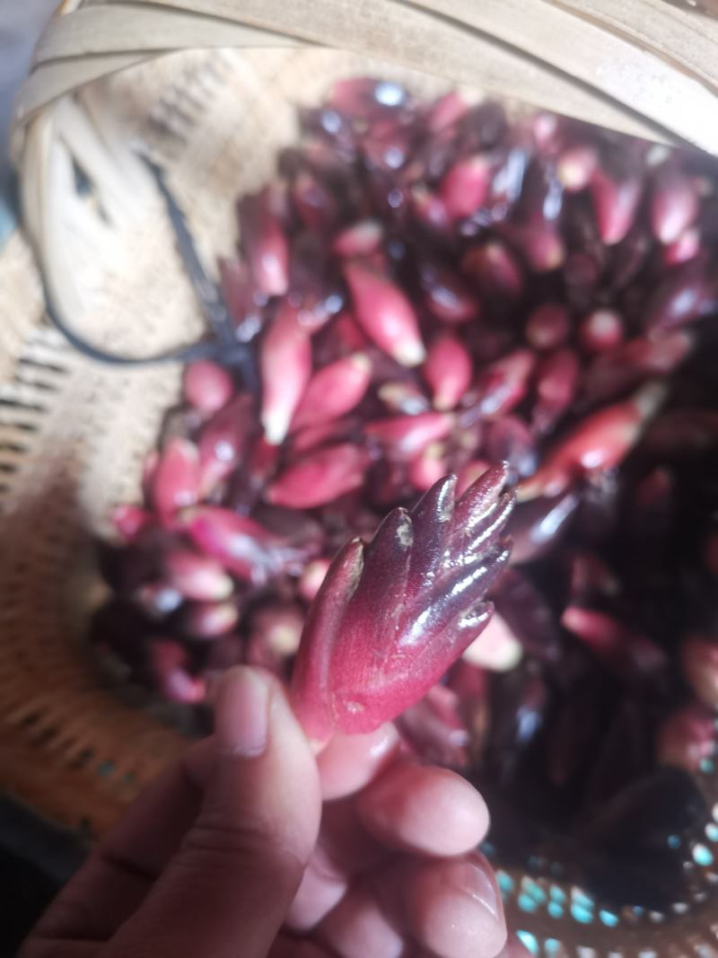 阳荷