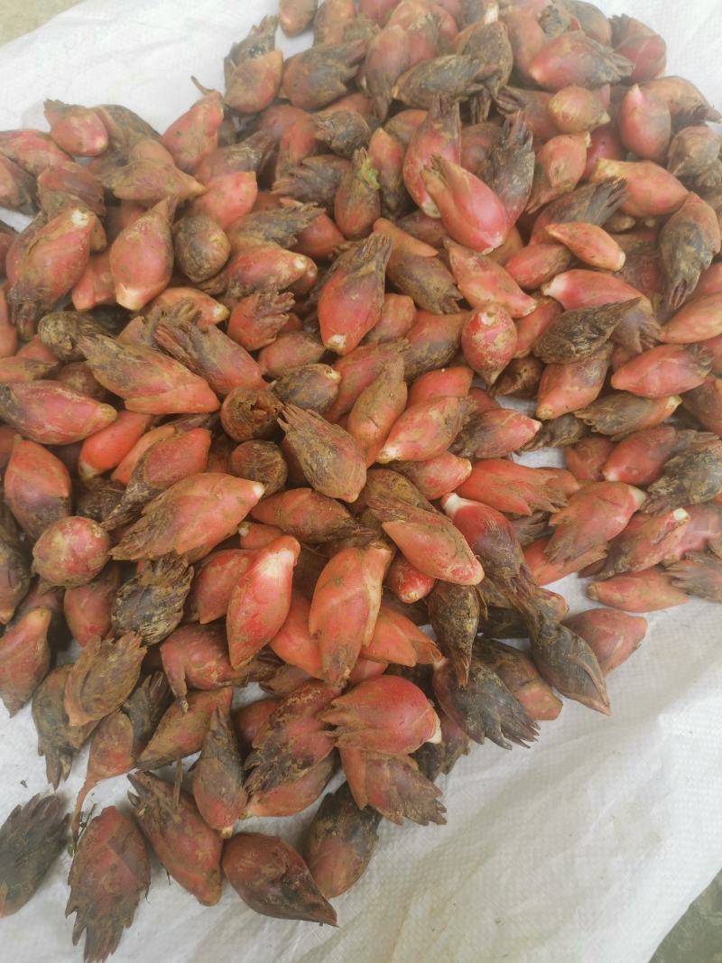 阳荷