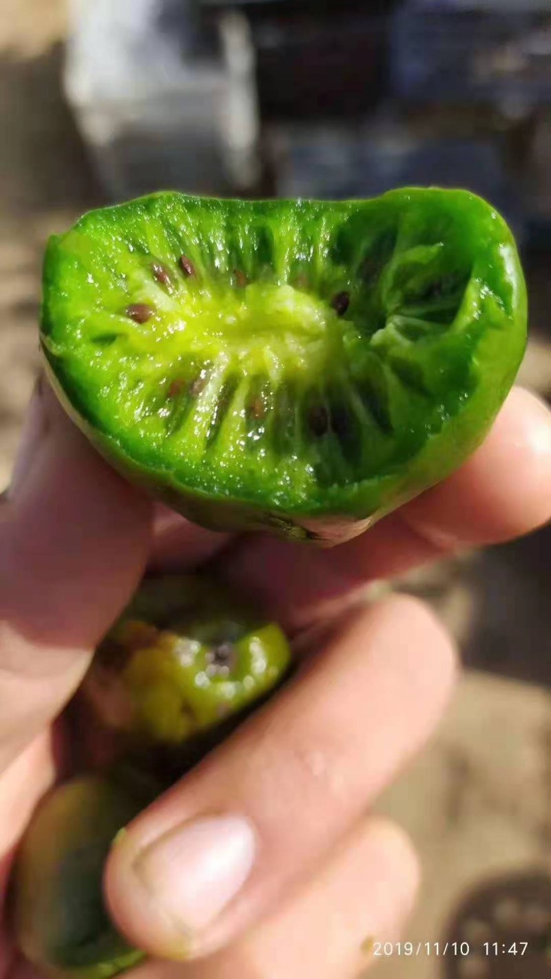 软枣猕猴桃苗自花授粉龙城二号南北方种植正宗丹东软枣猕猴桃
