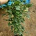 软枣猕猴桃苗自花授粉龙城二号南北方种植正宗丹东软枣猕猴桃