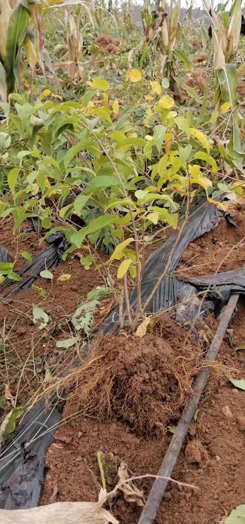 软枣猕猴桃苗自花授粉龙城二号南北方种植正宗丹东软枣猕猴桃