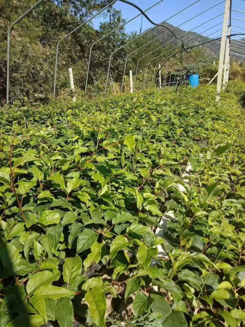 软枣猕猴桃苗自花授粉龙城二号南北方种植正宗丹东软枣猕猴桃
