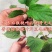 软枣猕猴桃苗自花授粉龙城二号南北方种植正宗丹东软枣猕猴桃
