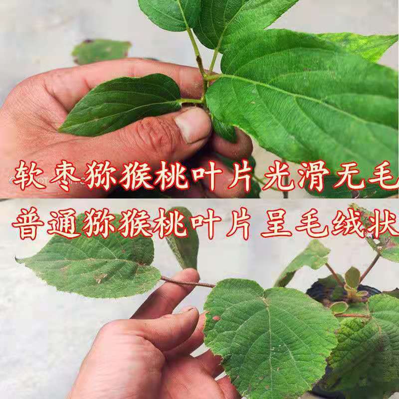 软枣猕猴桃苗自花授粉龙城二号南北方种植正宗丹东软枣猕猴桃