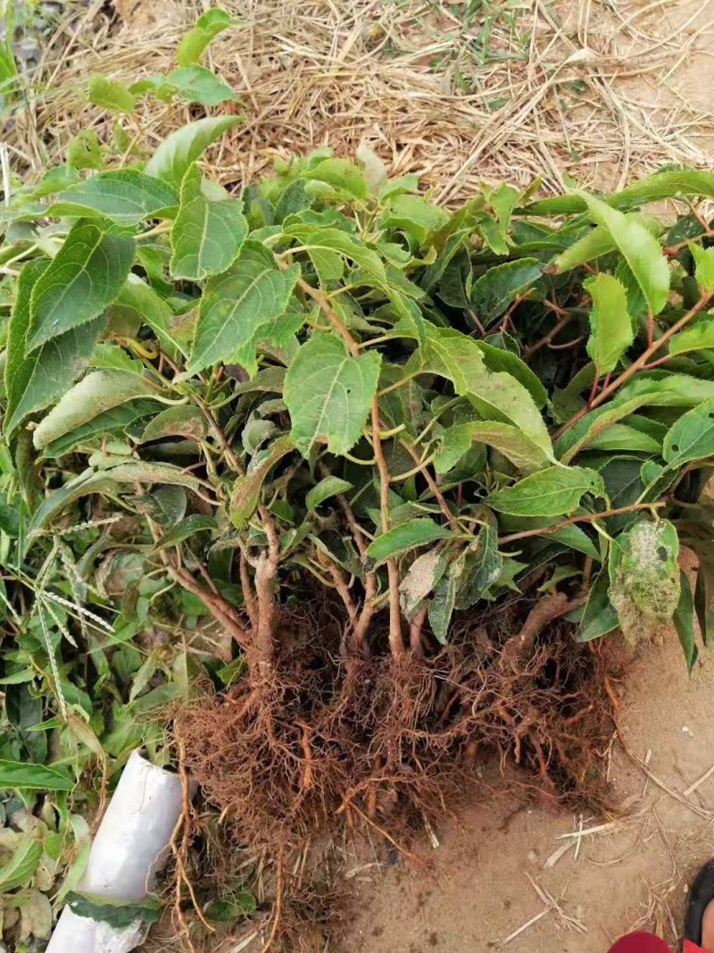 软枣猕猴桃苗自花授粉龙城二号南北方种植正宗丹东软枣猕猴桃