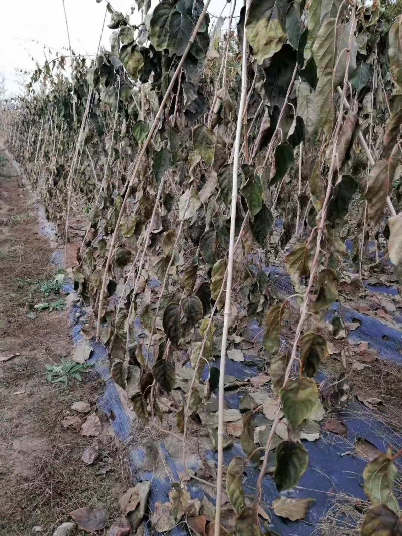 软枣猕猴桃苗自花授粉龙城二号南北方种植正宗丹东软枣猕猴桃