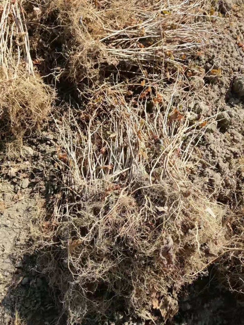 软枣猕猴桃苗自花授粉龙城二号南北方种植正宗丹东软枣猕猴桃