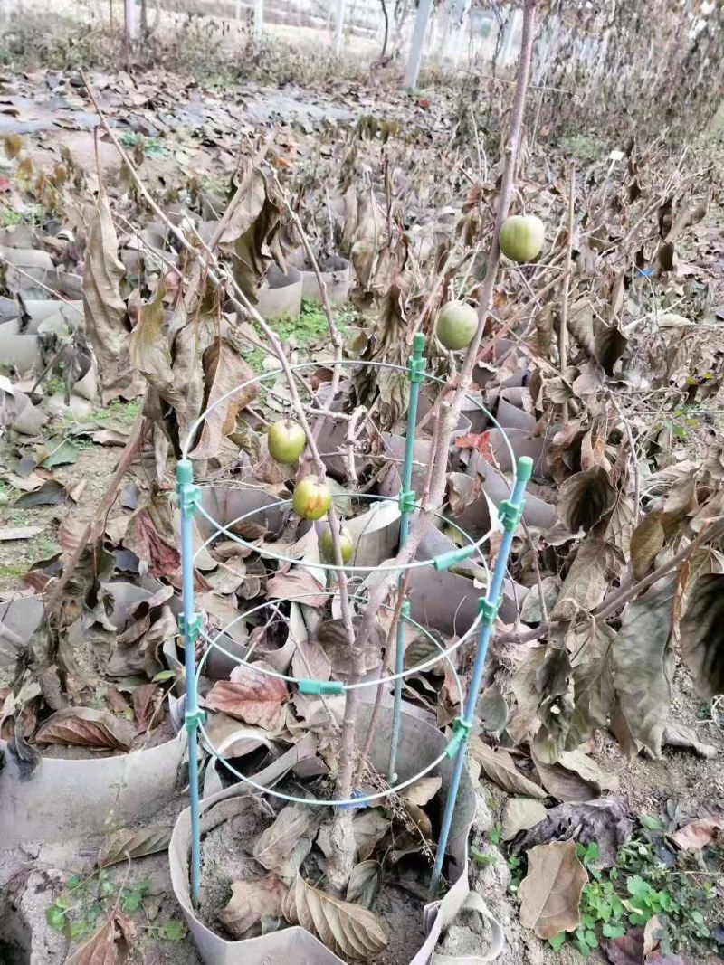 软枣猕猴桃苗自花授粉龙城二号南北方种植正宗丹东软枣猕猴桃