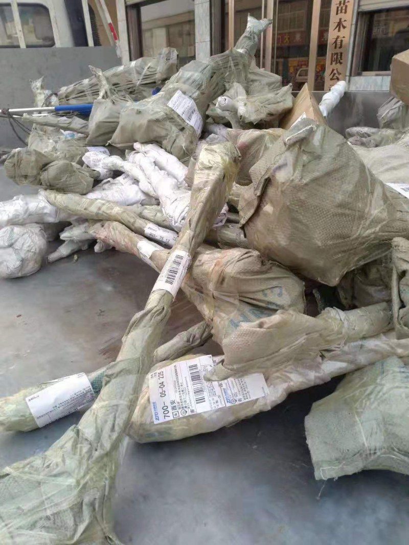 软枣猕猴桃苗自花授粉龙城二号南北方种植正宗丹东软枣猕猴桃