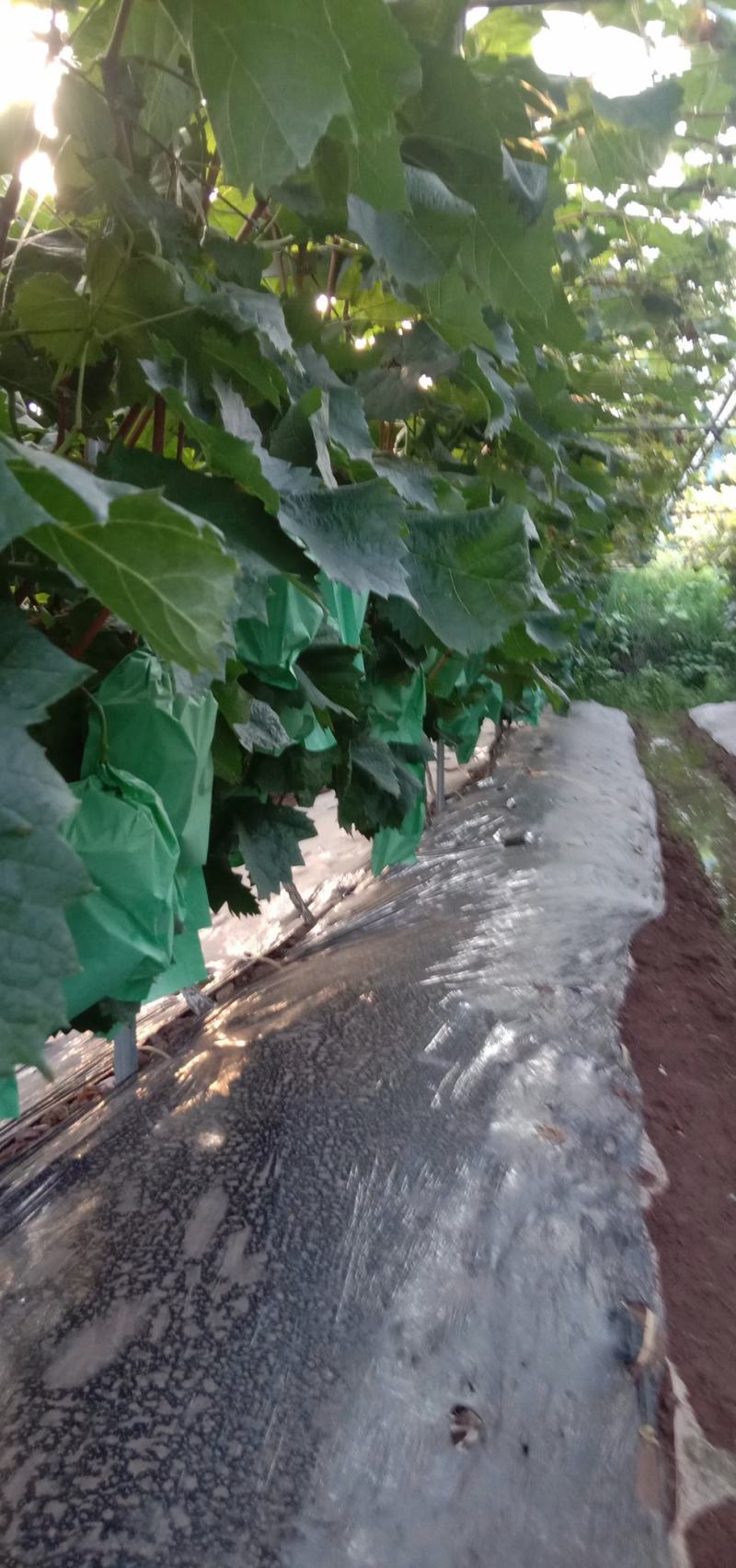 阳光玫瑰葡萄苗当年挂果水果苗木产地供苗顺丰包邮