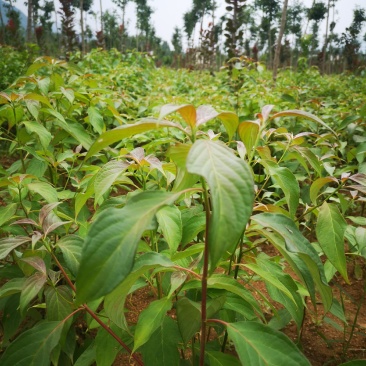 灯台树，中华灯台树，河南灯台树产地直销