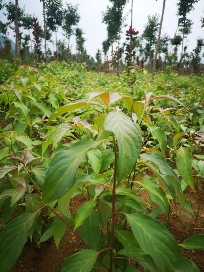 灯台树，中华灯台树，河南灯台树产地直销