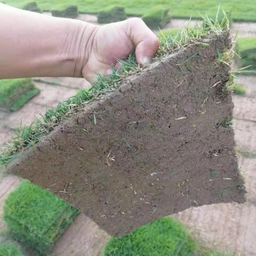 江苏草坪基地优选马尼拉草坪园区绿化工业绿化用