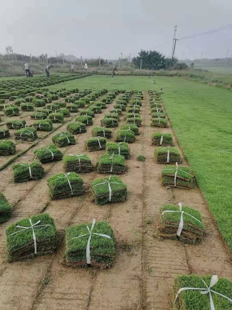 江苏草坪基地优选马尼拉草坪园区绿化工业绿化用