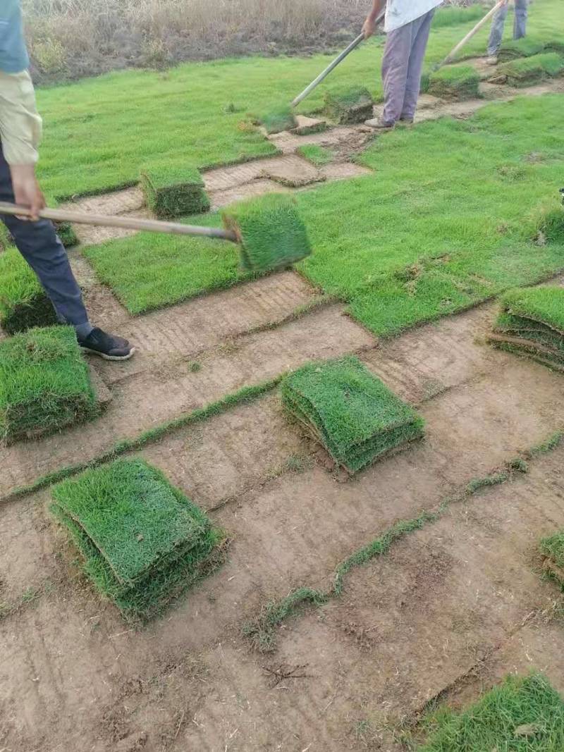江苏草坪基地优选马尼拉草坪园区绿化工业绿化用