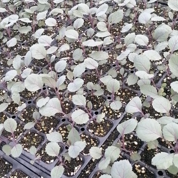 白菜苗产地直供质量保证一手货源对接商超