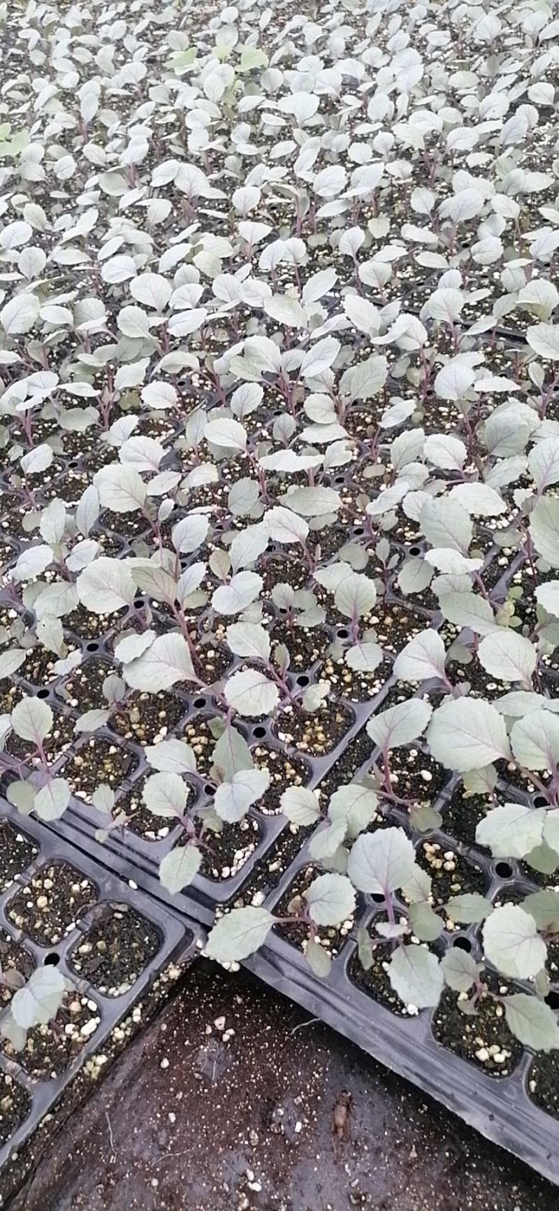 白菜苗产地直供质量保证一手货源对接商超