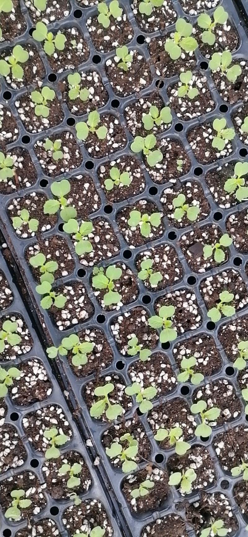 白菜苗产地直供质量保证一手货源对接商超