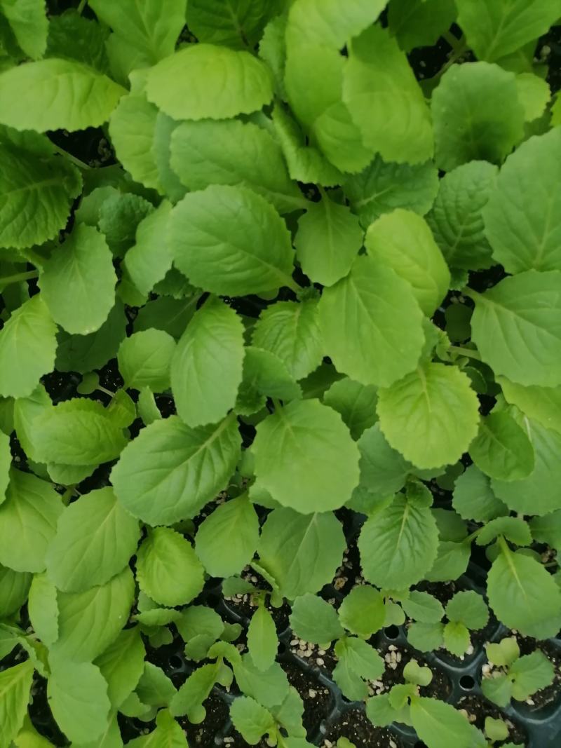 白菜苗产地直供质量保证一手货源对接商超